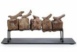 Articulated Hadrosaur (Edmontosaurus) Caudal Vertebrae w/ Stand #264987-1